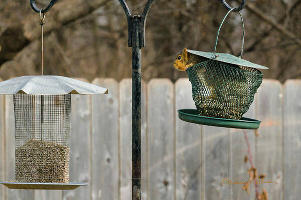 Heron Haven Art Print featuring the photograph Squirrel Pantry by Ed Peterson