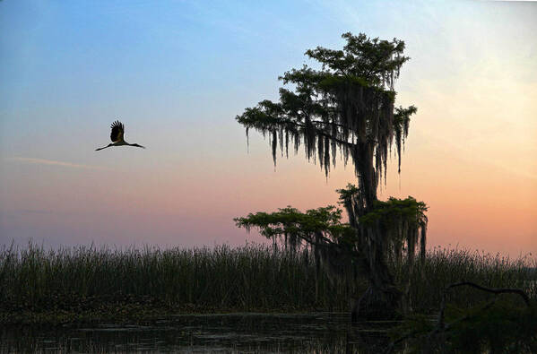 Tree Art Print featuring the photograph St Augustine Morning by Robert Och