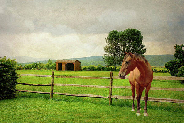 Landscape Art Print featuring the photograph Stallion at Fence by Diana Angstadt