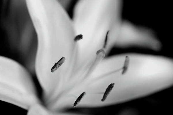 Stamens Monochrome Flower Art Print featuring the photograph Stamens by Ian Sanders