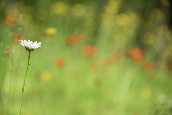 Daisy Art Print featuring the photograph Stands Out by Himself by Kathy Paynter