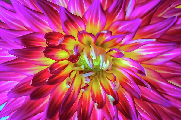 Flower Art Print featuring the photograph Starburst by Tom and Pat Cory