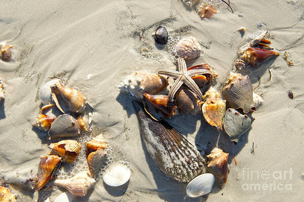 Starfish Art Print featuring the photograph Starfish with five points on Sea Shells by David Arment