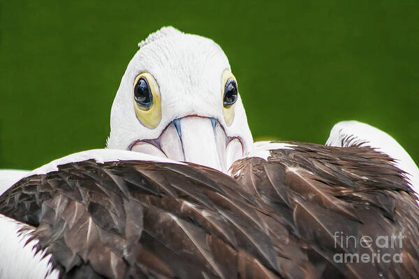 Beak Art Print featuring the digital art Staring Pelican by Ray Shiu
