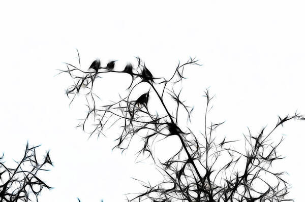 Bird Art Print featuring the photograph Starlings by Lawrence Christopher