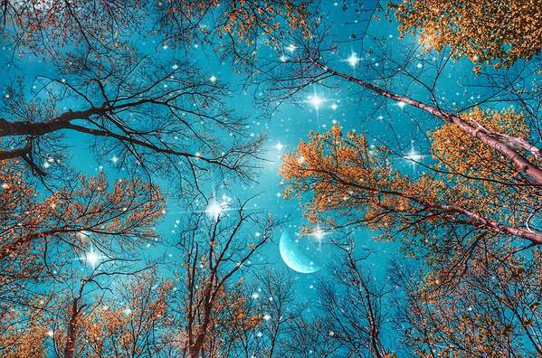 Starry Sky In The Woods Art Print featuring the photograph Starry Sky in the Woods by Marianna Mills