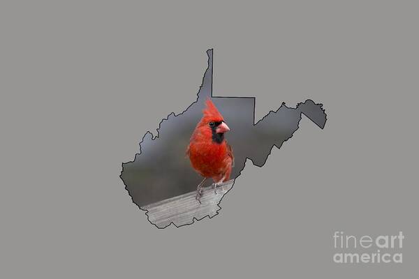 Male; Cardinal; Bird; Red; Posing; Outdoors; Nature Art Print featuring the photograph State bird of West Virginia by Dan Friend