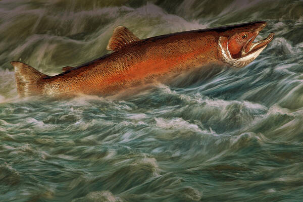 Art Art Print featuring the photograph Steelhead Trout Fish No.143 by Randall Nyhof