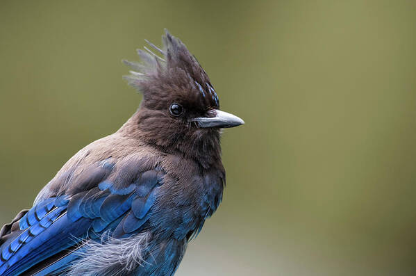 Steller's Jay Art Print featuring the photograph Steller's Jay portrait by Kathy King