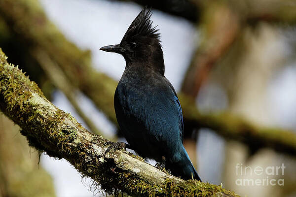 Stellers Jay Art Print featuring the photograph Stellers Jay by Sue Harper