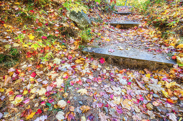 Fall Art Print featuring the photograph Step Into Fall by David Pratt