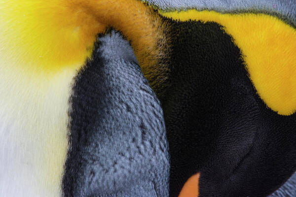 King Penguin Art Print featuring the photograph Still Daydreaming by Tony Beck