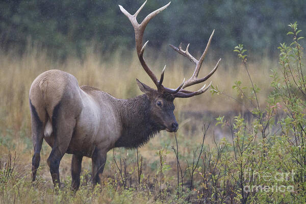 Elk Art Print featuring the photograph Stink Eye by Douglas Kikendall