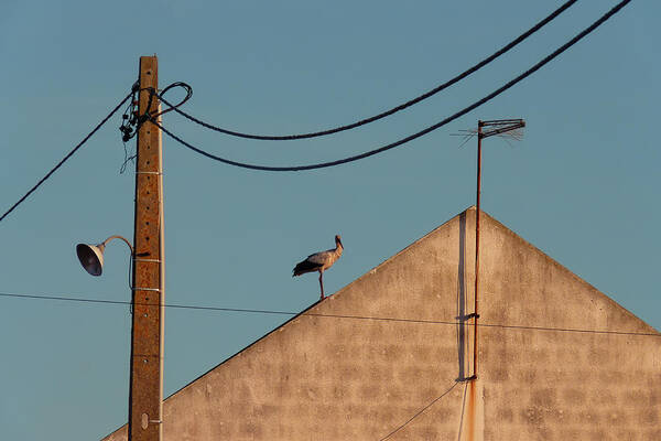 Stork On A Roof Art Print featuring the photograph Stork on a Roof by Menega Sabidussi