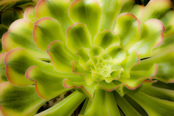 Flower Art Print featuring the photograph Succulent by Lee Santa