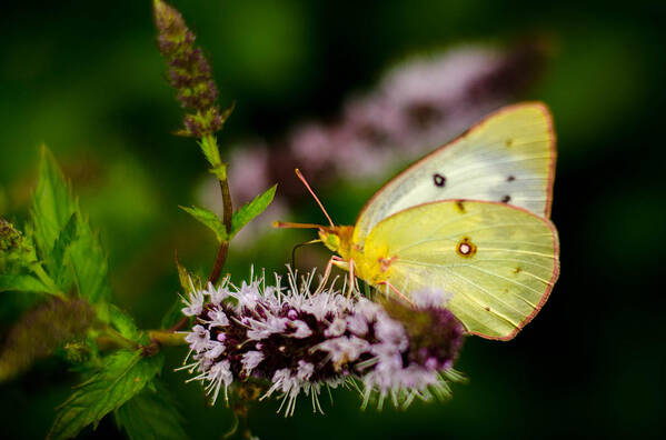 Butterfly Art Print featuring the photograph Sulphur Butterfly by Bruce Pritchett
