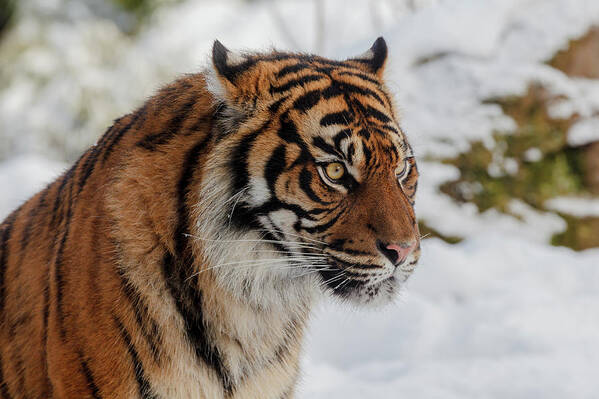Animal Art Print featuring the photograph Sumatran Tiger in the snow by Tim Abeln