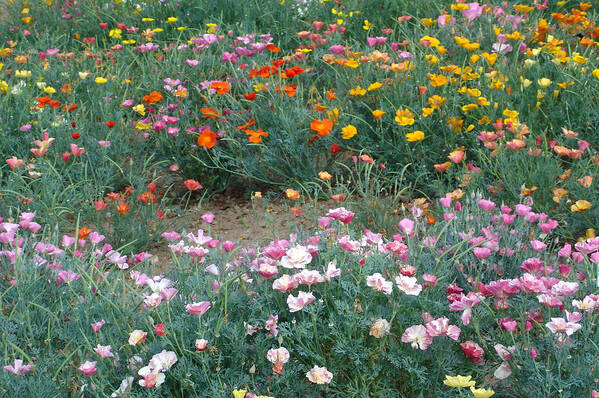 Flower Art Print featuring the photograph Summer poppy meadow by Susan Baker