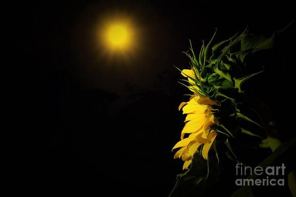 Summer Solstice Moon Art Print featuring the photograph Summer Solstice Flower 2016 by Angela J Wright