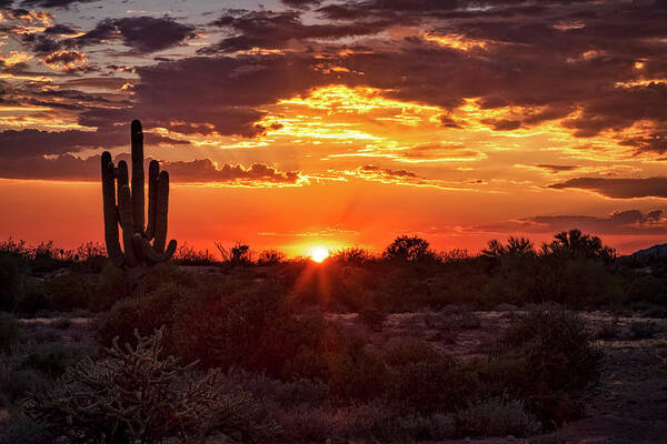 Saguaro Sunset Art Print featuring the photograph Summer Sonoran Style by Saija Lehtonen