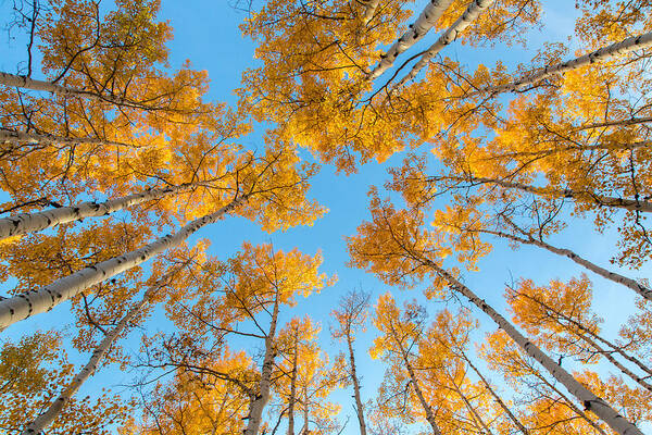 Fall Art Print featuring the photograph Summit Yellow by Kevin Dietrich