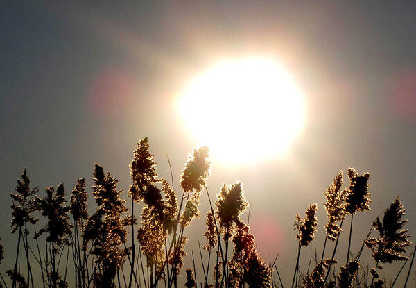 Sun Art Print featuring the photograph Sun and Grass 2 by Lyle Crump