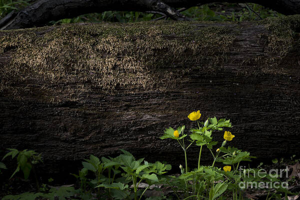 Log Art Print featuring the photograph Sun Beam on Log by Andrea Silies