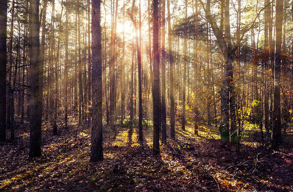 Europe Art Print featuring the photograph Sun beams in the autumn forest by Dmytro Korol