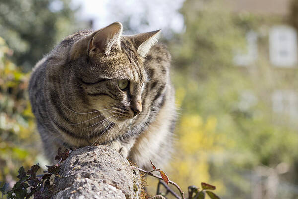 Animal Art Print featuring the photograph Sun-kissed by Helga Novelli