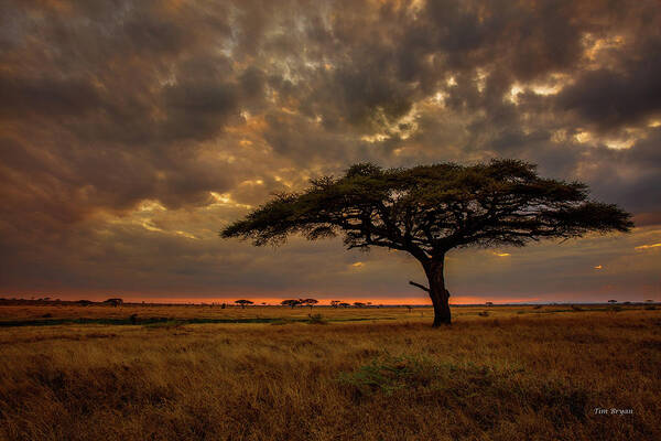 Africa Art Print featuring the photograph Sundown, Namiri Plains by Tim Bryan