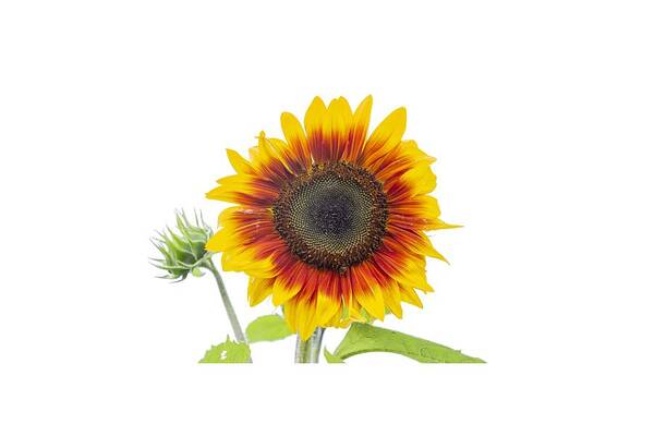 Sunflower Art Print featuring the photograph Sunflower 2018-1 by Thomas Young