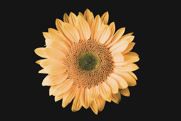 Sunflower Art Print featuring the photograph Sunflower #6 by Desmond Manny