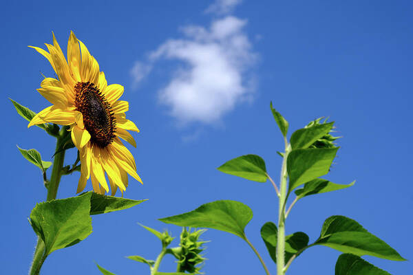 Flowers Art Print featuring the photograph Sunflower and Friend by Glenn DiPaola