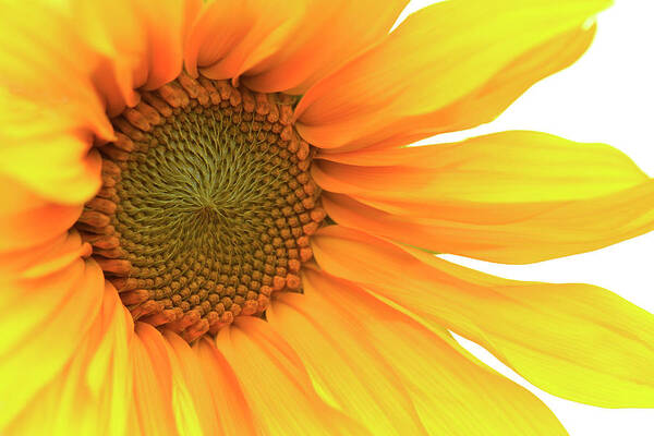 Flower Art Print featuring the photograph Sunflower by Bob Cournoyer