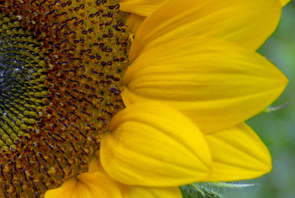 Flower Art Print featuring the photograph Sunflower Closeup by Allen Nice-Webb