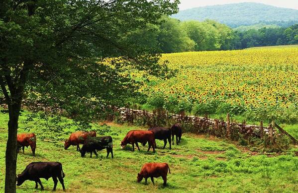 Sunflowers Art Print featuring the photograph Sunflower Farm by John Scates