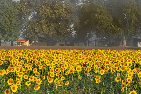 Sunflowers Art Print featuring the photograph Sunflower Fields by Paula Ponath