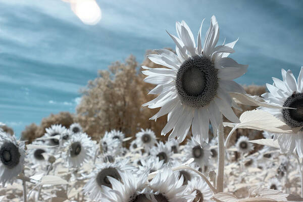 Ir Infra Red Infrared Waelength Outside Outdoors Nature Natural Sky Flower Flowers Botany Sun Sunflower Sunflowers 720nm 720 Nanometers Nanometer Brian Hale Brianhalephoto Farm Art Print featuring the photograph Sunflower Infrared by Brian Hale