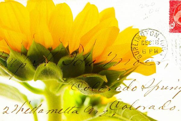 Wild Sunflower Art Print featuring the photograph Sunflower Postcard by Clare Bevan