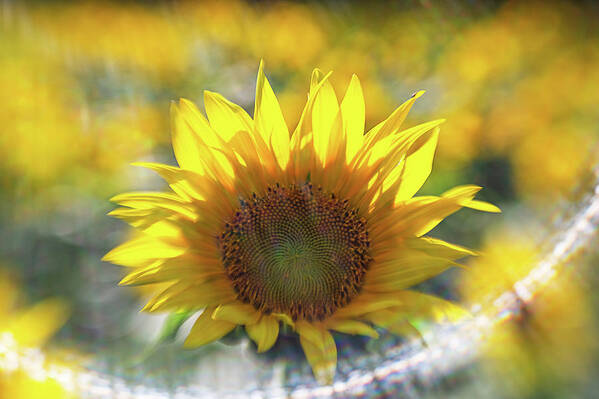 Flower Art Print featuring the photograph Sunflower with Lens Flare by Natalie Rotman Cote