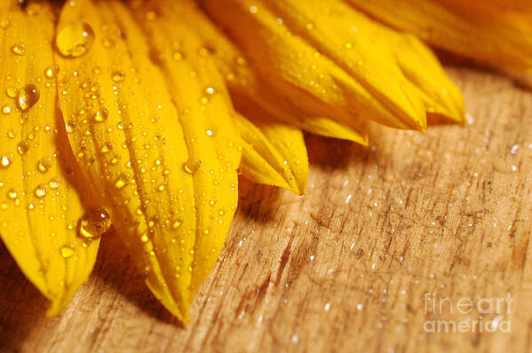 Sunflower Art Print featuring the photograph Sunflower with water drops 2 by Micah May