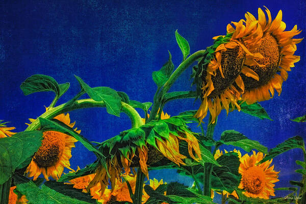 Sunflower Art Print featuring the photograph Sunflowers Awakening by Anna Louise