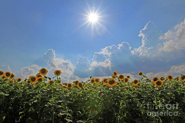 Sunflowers With Sun And Clouds Art Print featuring the photograph Sunflowers with Sun and Clouds 1 by Paula Guttilla