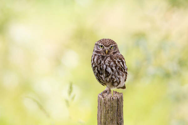 Owl Art Print featuring the photograph Sunken in Thoughts - Staring Little Owl by Roeselien Raimond