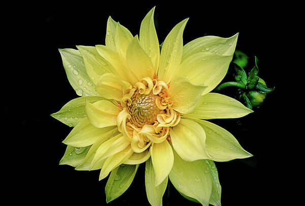 Sunny Dahlia Art Print featuring the photograph Sunny Dahlia by Julie Palencia