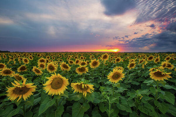 Sunflowers Art Print featuring the photograph Sunny Disposition by Aaron J Groen