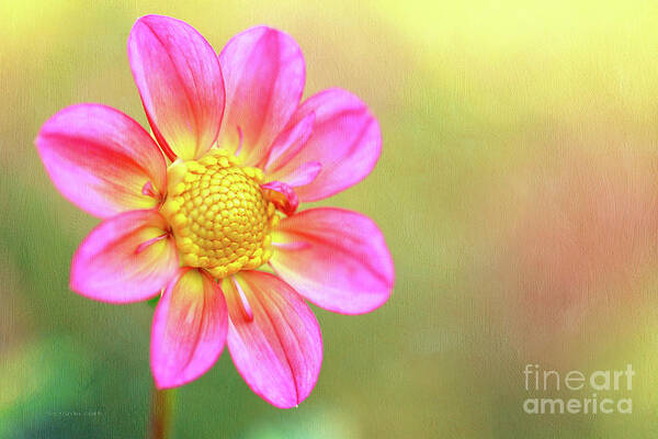 Dahlia Art Print featuring the photograph Sunny One by Beve Brown-Clark Photography