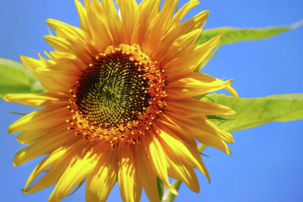Sunflower Art Print featuring the photograph Sunny Sunflower by Christina Rollo