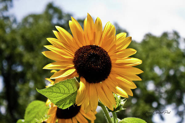 Yellow Art Print featuring the photograph Sunny Sunflower by Joann Copeland-Paul