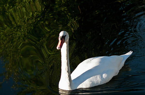 Swan Art Print featuring the photograph Sunny Swan by ShaddowCat Arts - Sherry